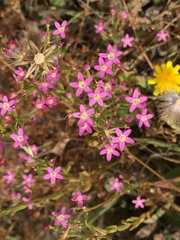 Zeltnera muehlenbergii