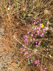 Zeltnera muehlenbergii