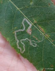 Stigmella longisacca