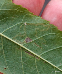 Stigmella longisacca