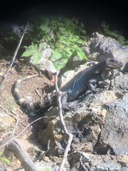 Ctenosaura pectinata