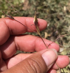 Cordylanthus tenuis brunneus