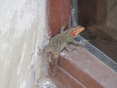 Sceloporus carinatus