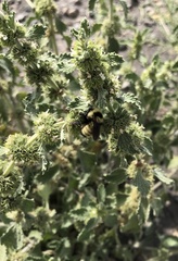 Bombus fervidus