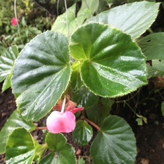 Begonia cucullata