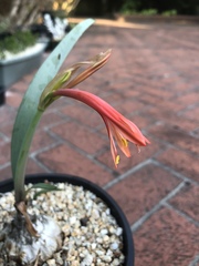 Cyrtanthus fergusoniae