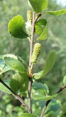 Betula nana