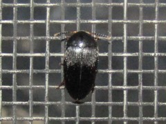Eustrophopsis