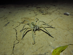 Pavocosa
