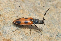 Anostirus vernalis