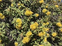 Chrysolepis chrysophylla minor