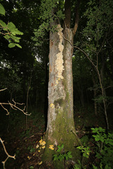 Pleurotus citrinopileatus
