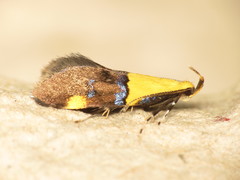 Oecophora bractella