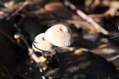 Mycena mijoi