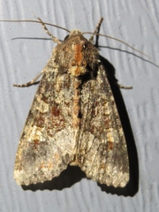 Apamea amputatrix