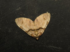 Anticlea derivata