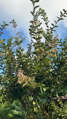 Lagerstroemia indica