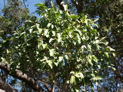 Celtis paniculata