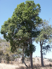 Celtis paniculata