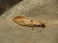 Tinea trinotella