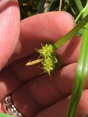 Carex flava