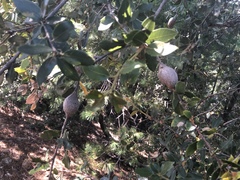 Protobalandricus spectabilis