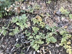 Lomatium repostum