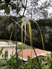 Brassavola cucullata