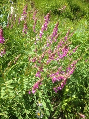 Hedysarum occidentale