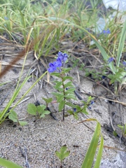 Scutellaria strigillosa