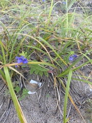Scutellaria strigillosa