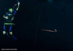 Ophisternon infernale