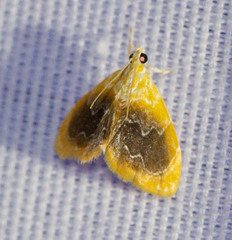 Glaphyria fulminalis