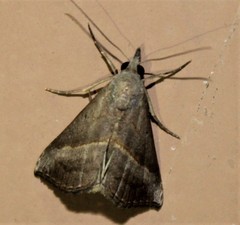 Hypena degesalis
