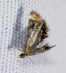 Chrysendeton nigrescens