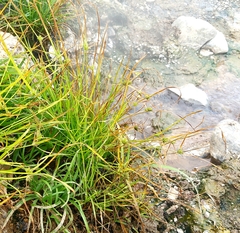Cyperus kamtschaticus