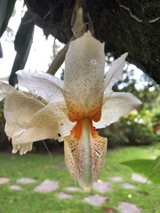 Stanhopea