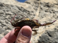 Achelous xantusii