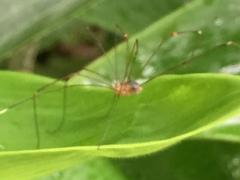 Gagrellula ferruginea
