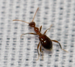 Acanthinus argentinus