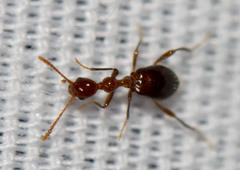 Acanthinus argentinus