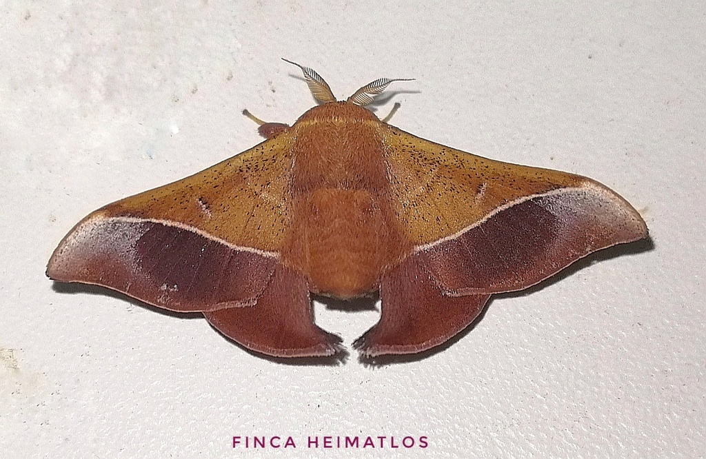Herbinalla caudina