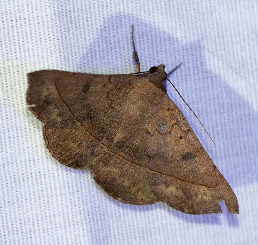 Ferguson's Epidromia Moth