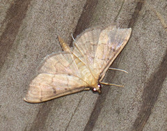 Herpetogramma fluctuosalis