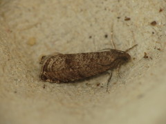 Grapholita funebrana