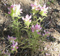 Orthocarpus cuspidatus