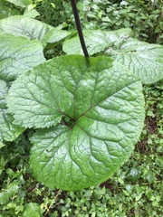 Ligularia stenocephala