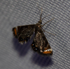 Chrysendeton nigrescens