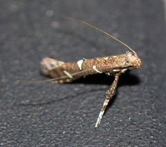 Caloptilia triadicae