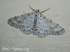Percnia